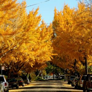 Gingko tree