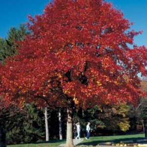 Northern Red Oak