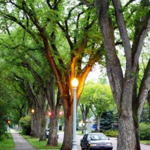 Princeton American Elm