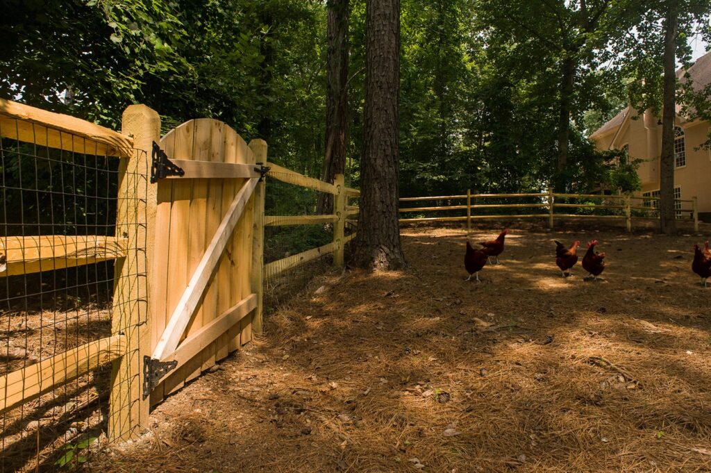 Split rail contractor-chickens copy