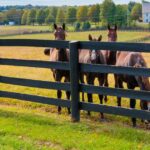 Milton, Ga horse fence in yard