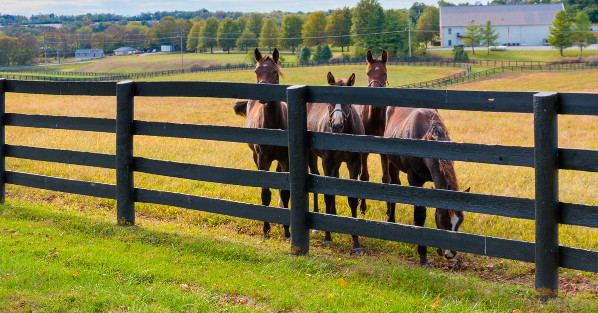 Milton, Ga horse fence in yard